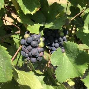 Grapes 2 Europäische Sommelier Schule