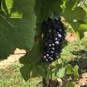Grapes 3 Europäische Sommelier Schule