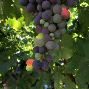 Grapes 6 Europäische Sommelier Schule
