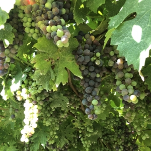 Grapes 8 Europäische Sommelier Schule